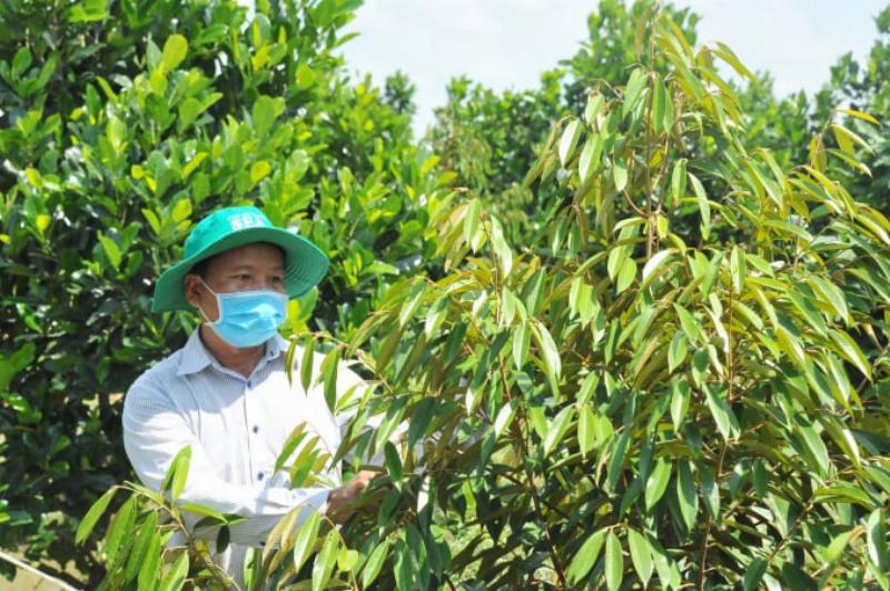 Hình ảnh mô tả công đoạn chuẩn bị đất và làm bờ líp cho vườn sầu riêng 1 ha, cho thấy chi phí trồng 1 ha sầu riêng ban đầu